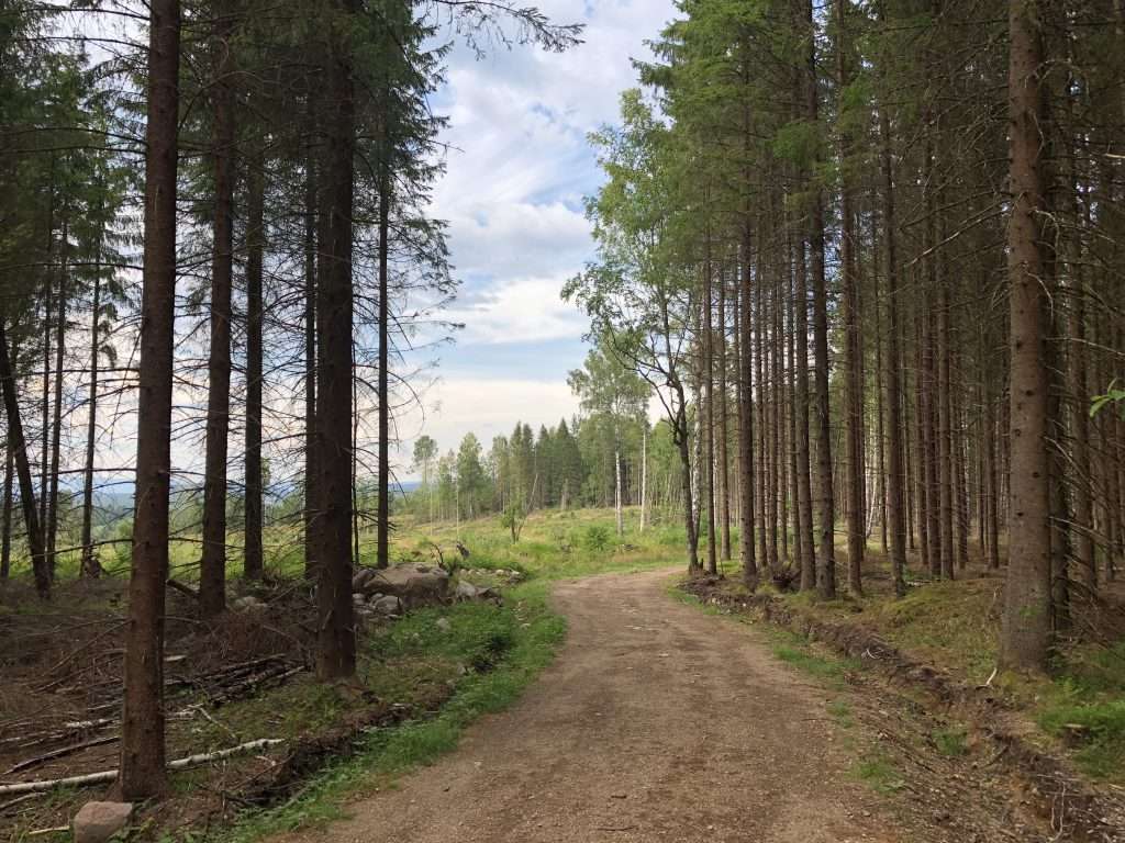 Trail running in Hebekkskogen, Nøstvedtmarka, Ski