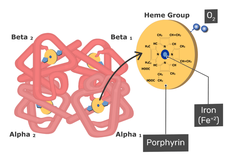 Illustration of hemoglobin molecule