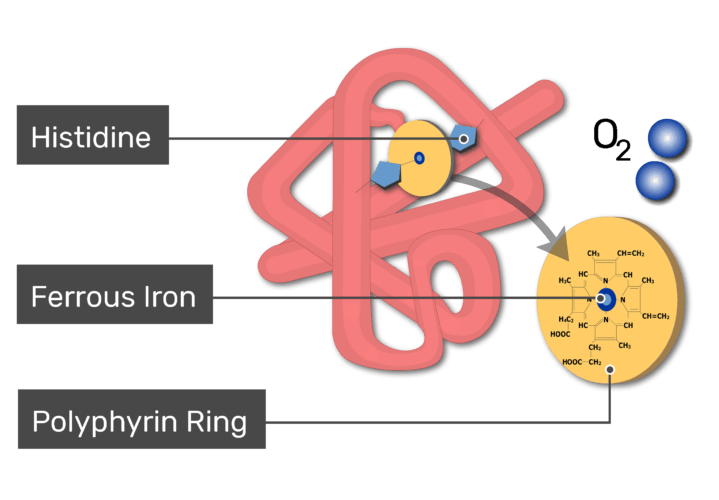 Illustration of myoglobin molecule