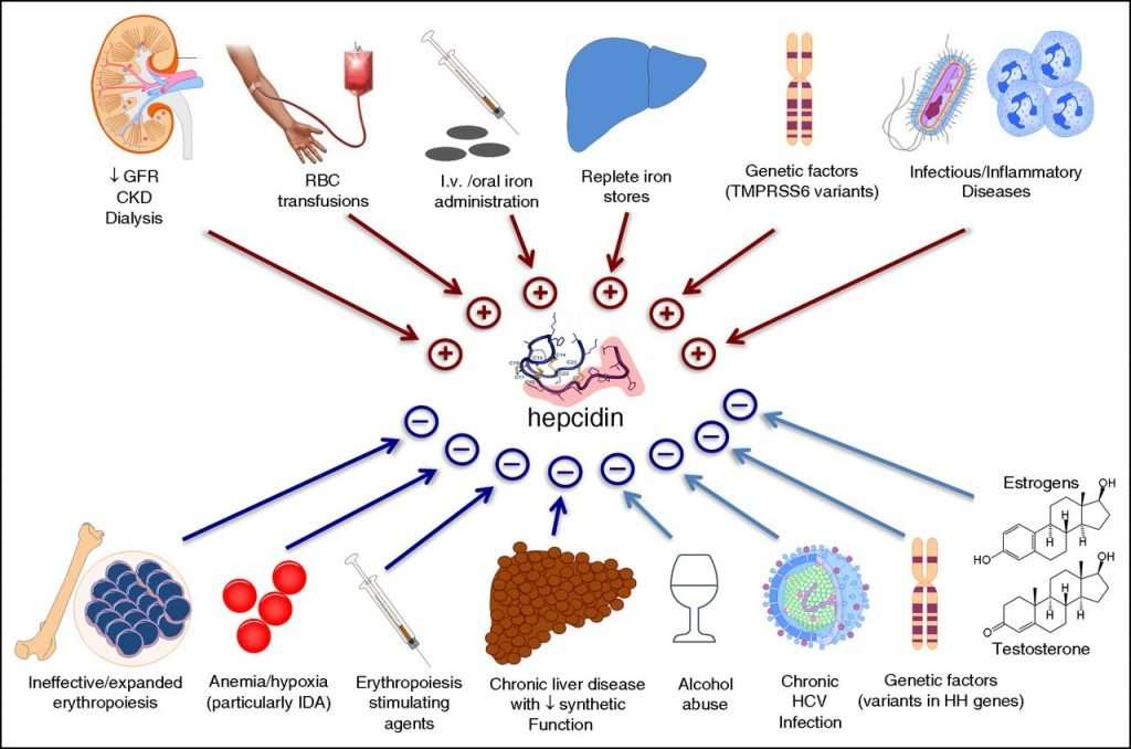 Diagram illustrating hepcidin's role in iron regulation and how it can help prevent iron deficiency.